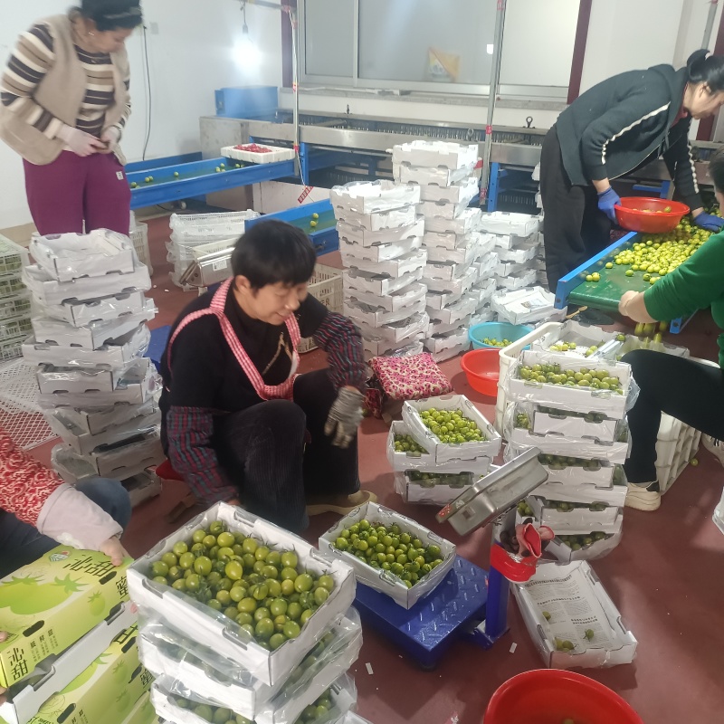 糖珀琥咖啡色小番茄青甜青口圣女果产地量大口感好现摘现发