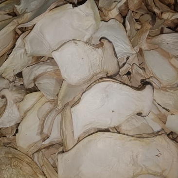 杏鲍菇中片，箱装，产地:福建古田县食用菌批发市场，。。。