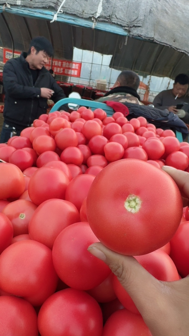 （西红柿）山东西红柿硬粉西红柿j/精品西红柿/全国发货