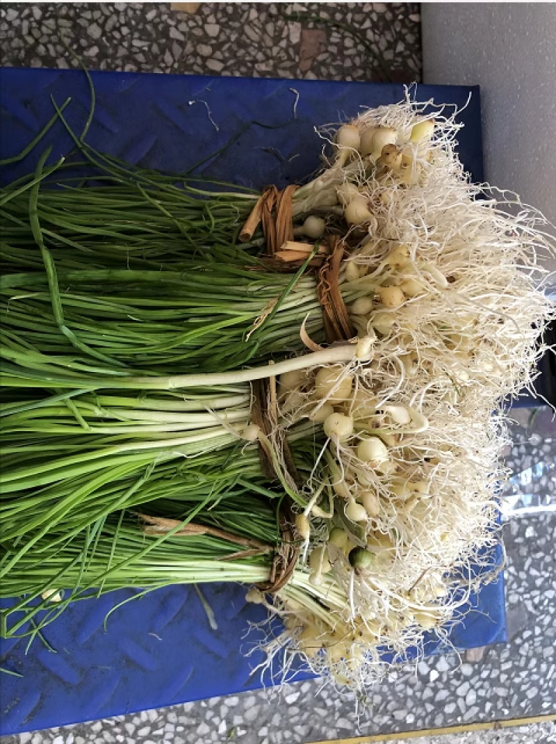薤白，大量上市，物美价廉