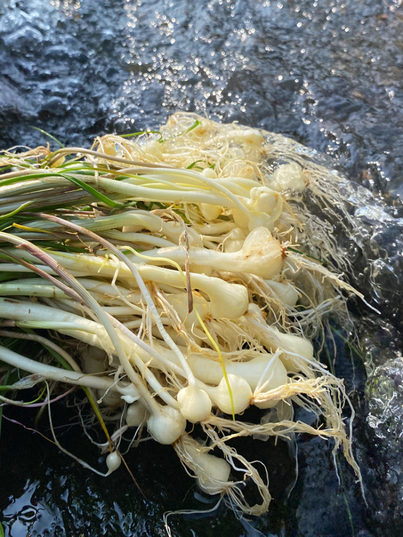 薤白，大量上市，物美价廉