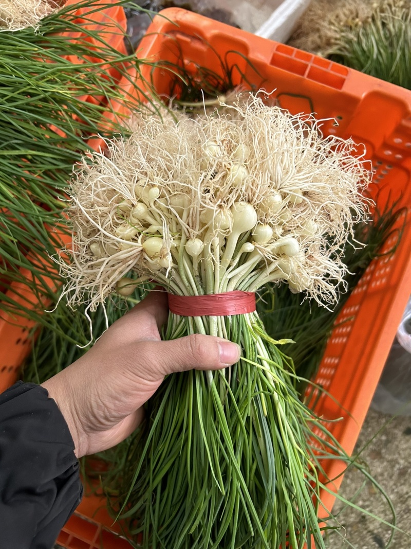 薤白，大量上市，物美价廉
