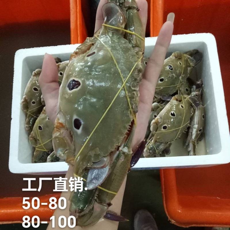 精品三点蟹（实力工厂）产地直销货源充足欢迎选购