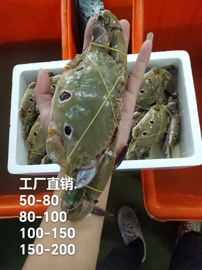 精品三点蟹（实力工厂）产地直销货源充足欢迎选购