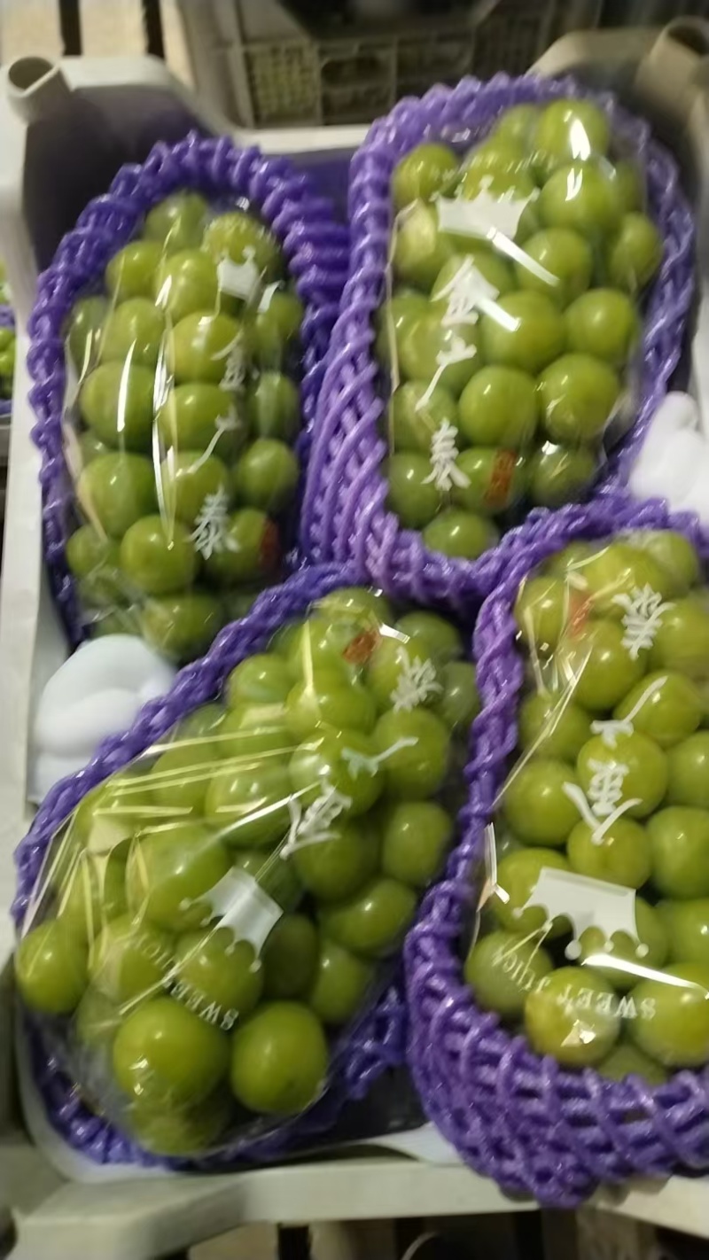 阳光玫瑰大量现货供应，一级二级三级大量有货