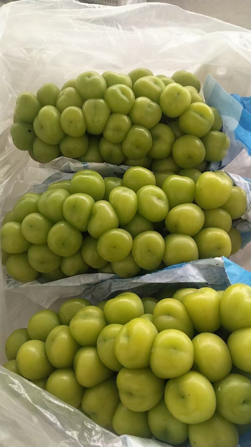 阳光玫瑰大量现货供应，一级二级三级大量有货