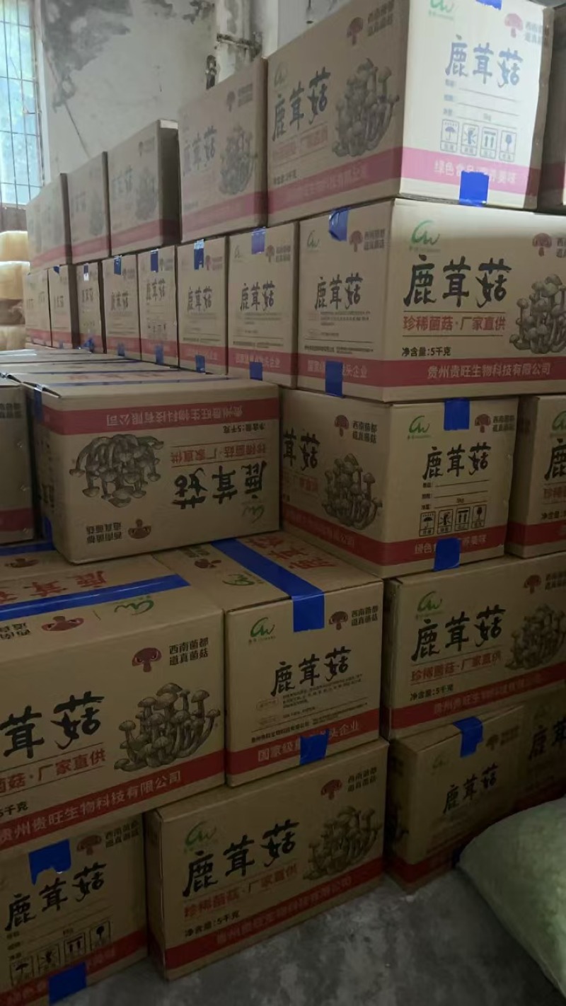 鹿茸菇鹿茸菌新货鹿茸菇一手货源厂家直发