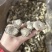鹿茸菇鹿茸菌新货鹿茸菇一手货源厂家直发