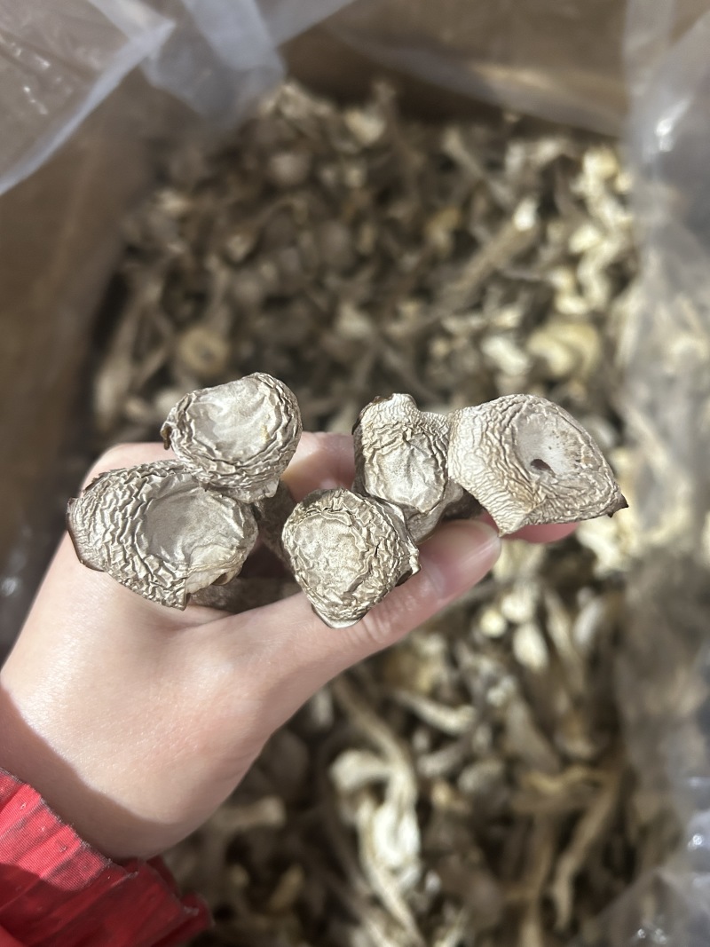 鹿茸菇鹿茸菌新货鹿茸菇一手货源厂家直发
