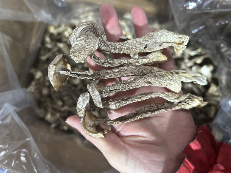 鹿茸菇鹿茸菌新货鹿茸菇一手货源厂家直发