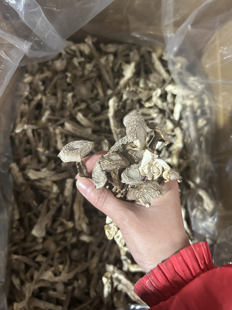 鹿茸菇鹿茸菌新货鹿茸菇一手货源厂家直发