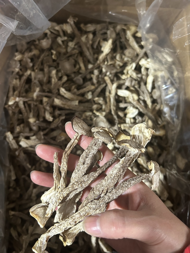 鹿茸菇鹿茸菌新货鹿茸菇一手货源厂家直发