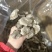 鹿茸菇鹿茸菌新货鹿茸菇一手货源厂家直发