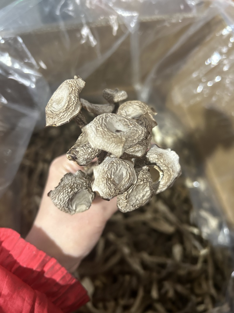 鹿茸菇鹿茸菌新货鹿茸菇一手货源厂家直发