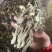 鹿茸菇鹿茸菌新货鹿茸菇一手货源厂家直发