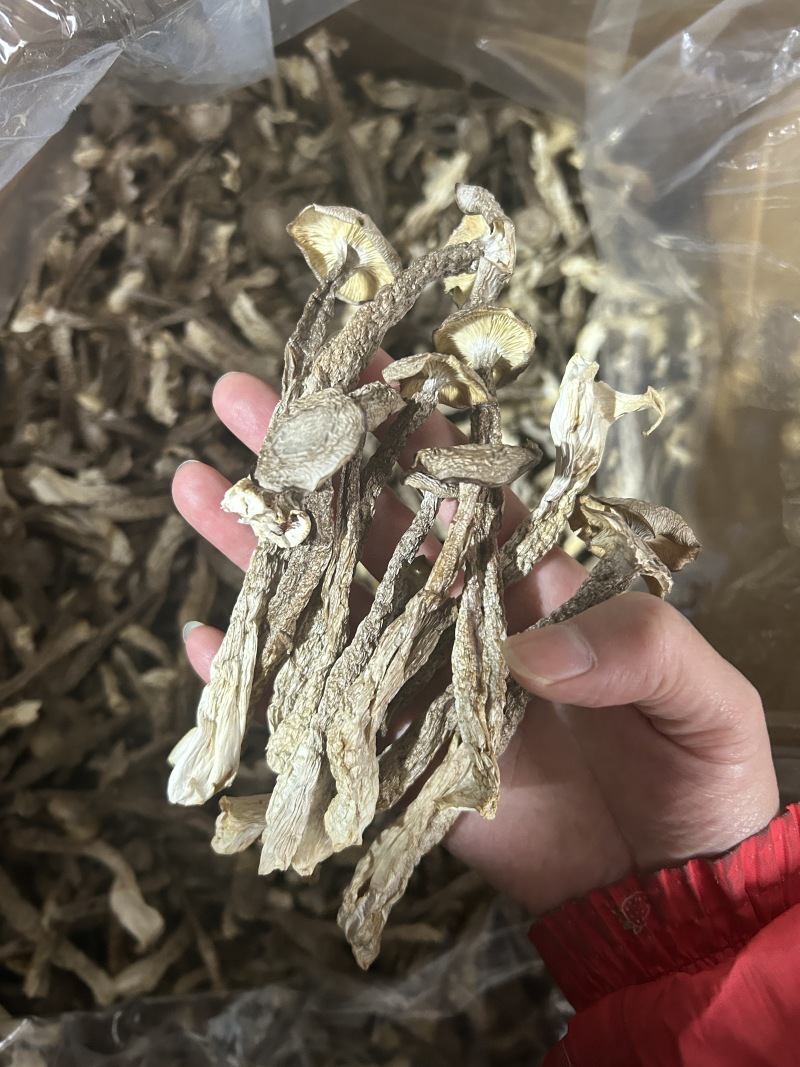 鹿茸菇鹿茸菌新货鹿茸菇一手货源厂家直发