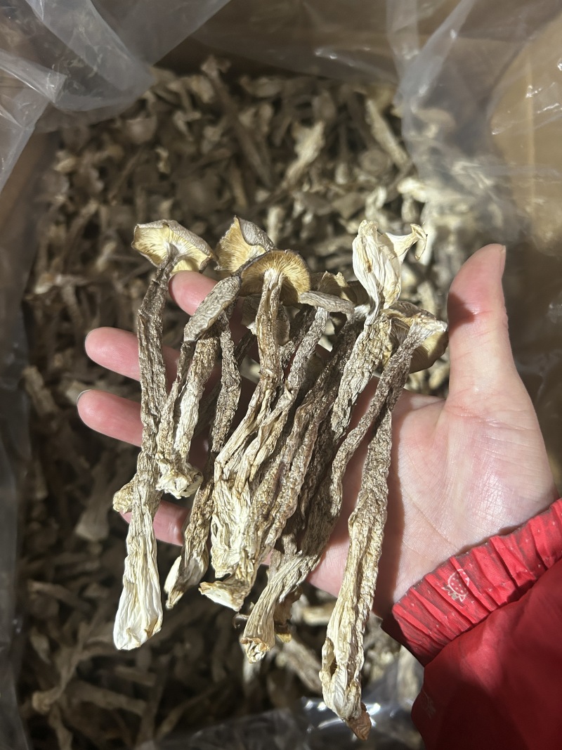 鹿茸菇鹿茸菌新货鹿茸菇一手货源厂家直发