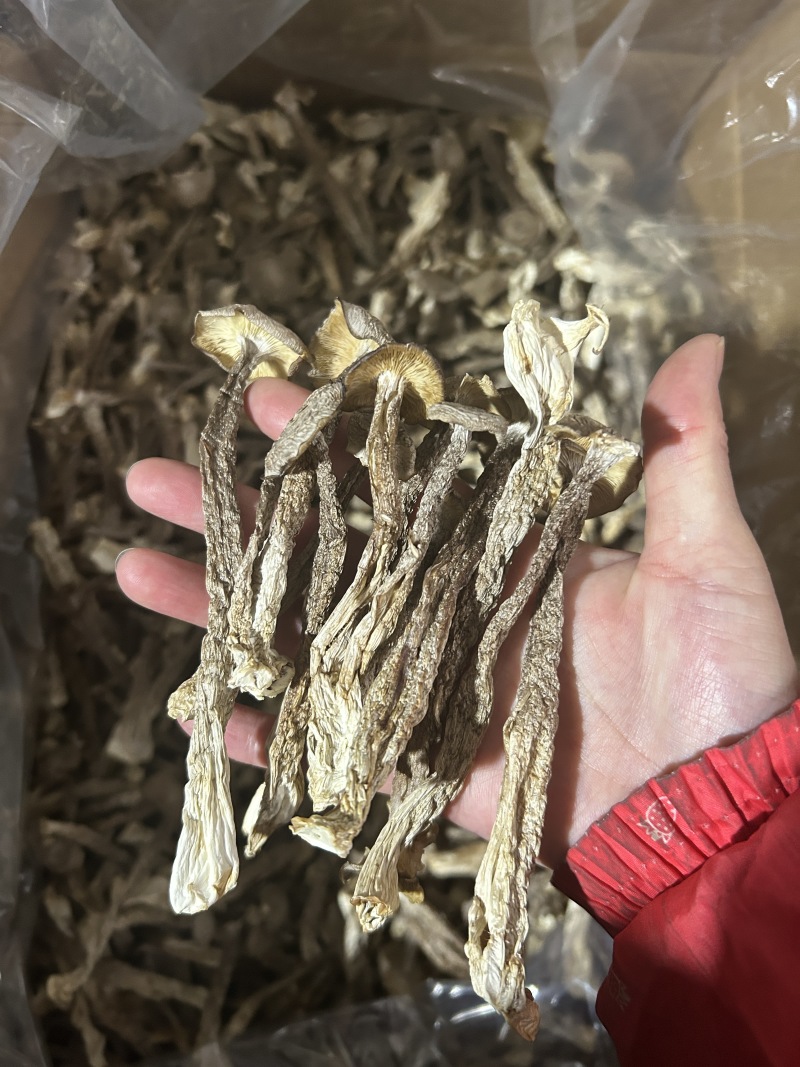 鹿茸菇鹿茸菌新货鹿茸菇一手货源厂家直发