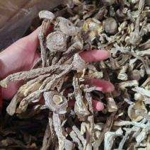 鹿茸菇**鹿茸菇展销会门市摆地摊纯干