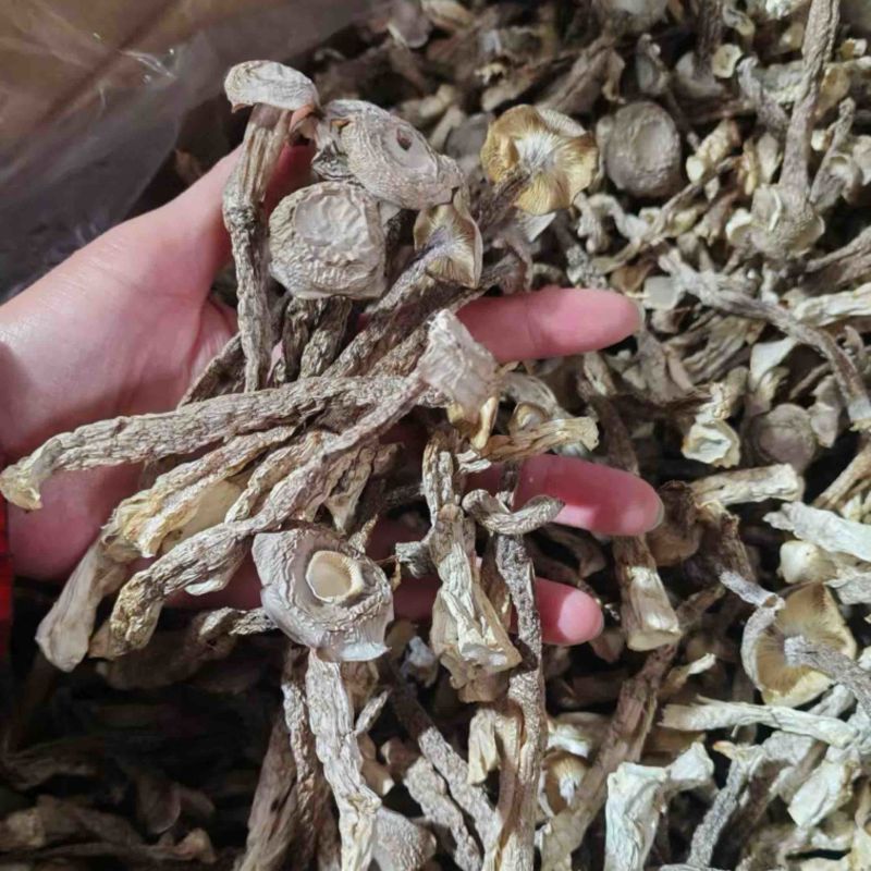 鹿茸菇**鹿茸菇展销会门市摆地摊纯干
