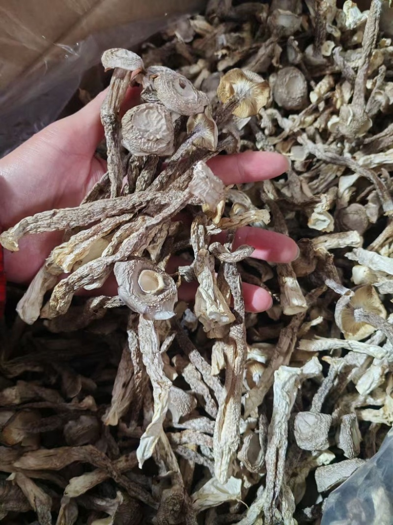 鹿茸菇**鹿茸菇展销会门市摆地摊纯干