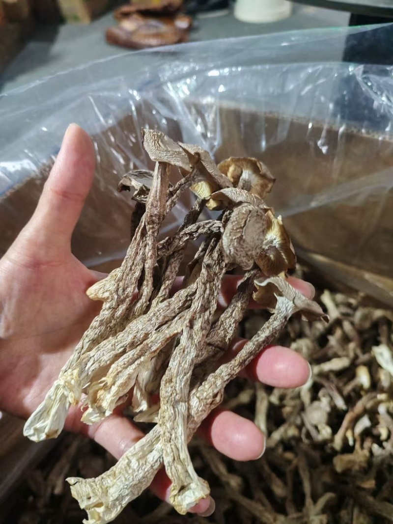鹿茸菇**鹿茸菇展销会门市摆地摊纯干