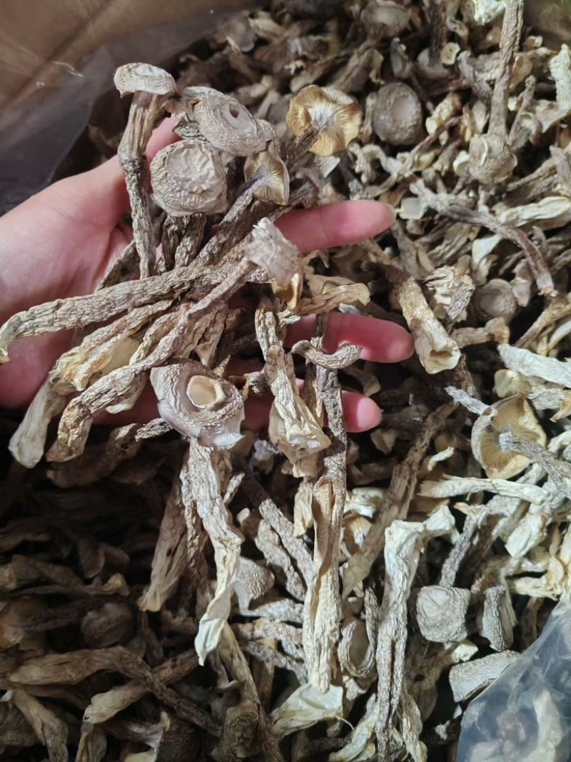 鹿茸菇**鹿茸菇展销会门市摆地摊纯干