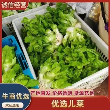 儿菜