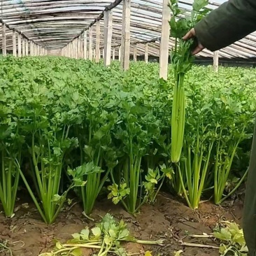 精品皇后芹菜一手货源货源充足量大从优对接全国欢迎咨询