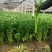 精品皇后芹菜一手货源货源充足量大从优对接全国欢迎咨询