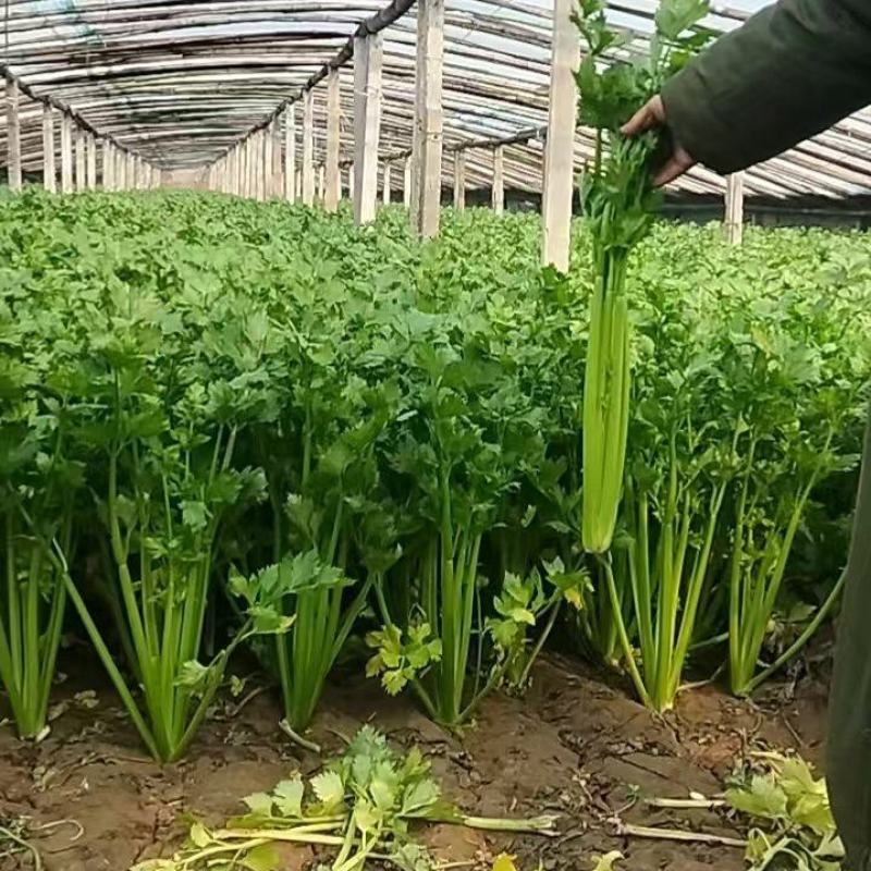 精品皇后芹菜一手货源货源充足量大从优对接全国欢迎咨询