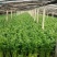 精品皇后芹菜一手货源货源充足量大从优对接全国欢迎咨询