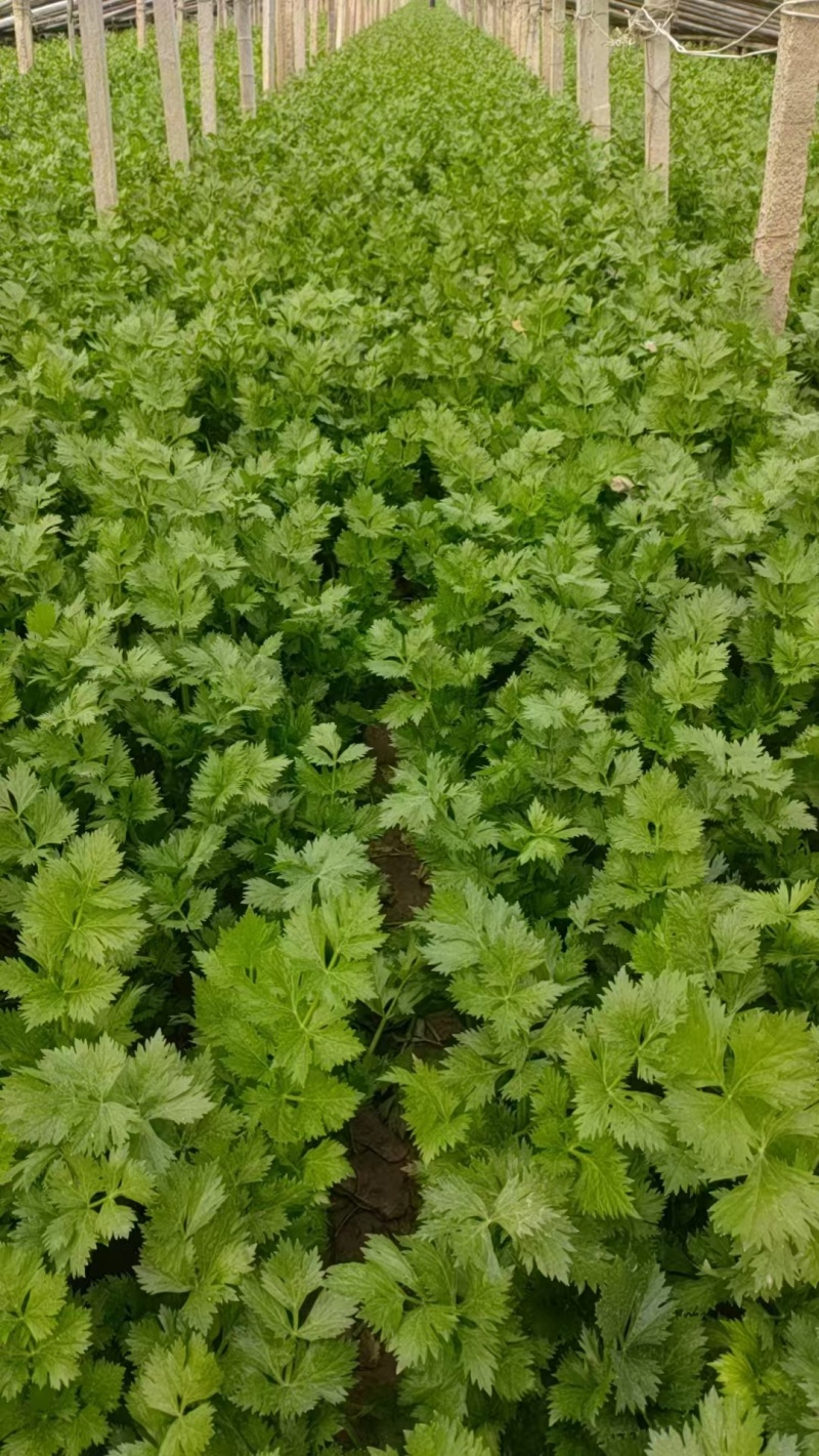 精品皇后芹菜一手货源货源充足量大从优对接全国欢迎咨询