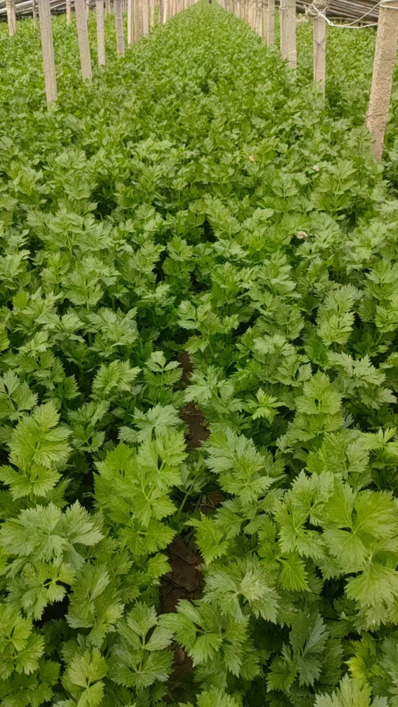 精品皇后芹菜一手货源货源充足量大从优对接全国欢迎咨询