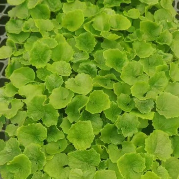 海棠种苗量大从优
