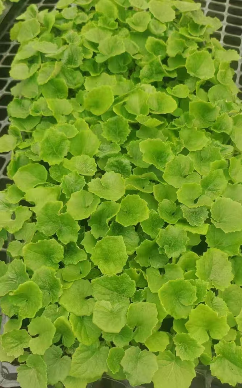 海棠种苗量大从优