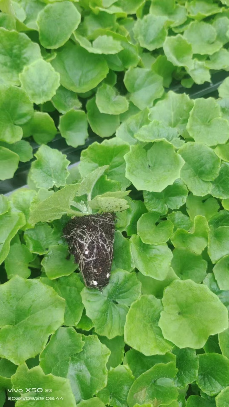海棠种苗量大从优