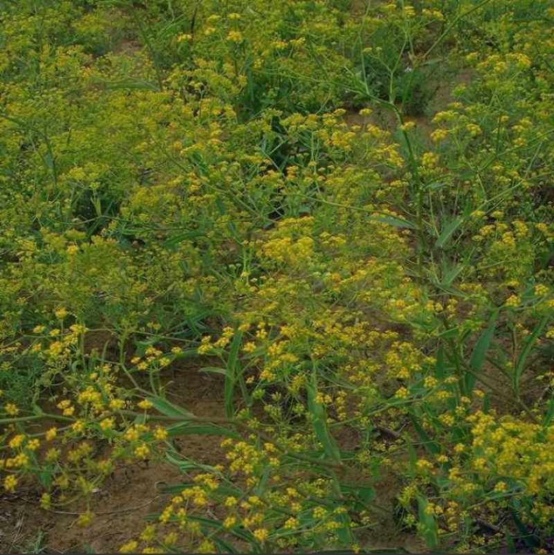 31号柴胡种子一年生水浇地种植收益稳定包邮