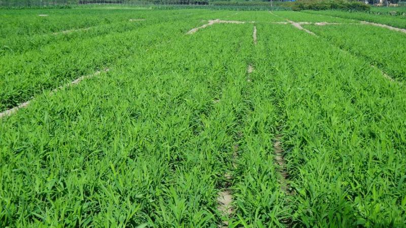 31号柴胡种子一年生水浇地种植收益稳定包邮