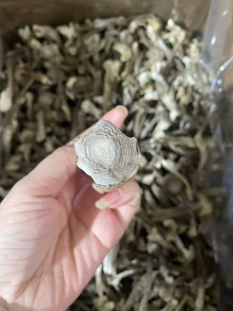 菇鹿茸菇地摊门市超市展会供应