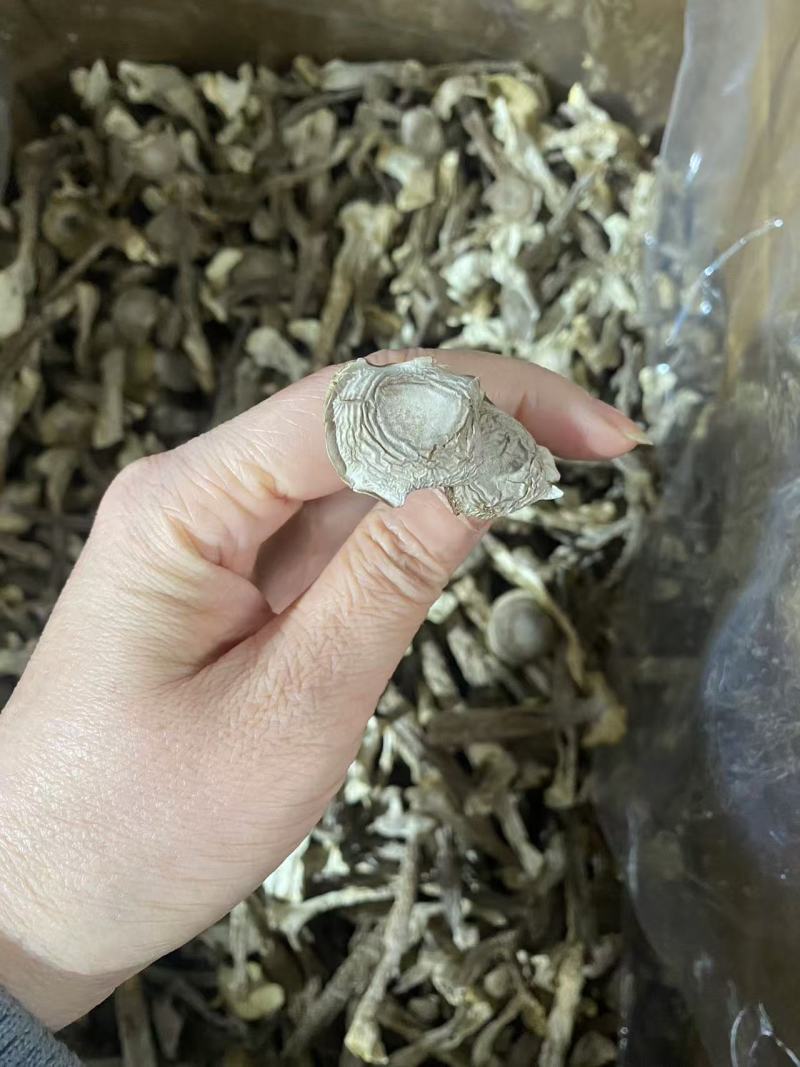 菇鹿茸菇地摊门市超市展会供应