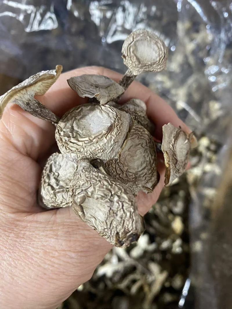 菇鹿茸菇地摊门市超市展会供应