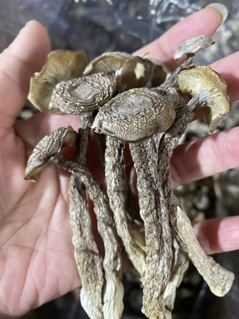 菇鹿茸菇地摊门市超市展会供应