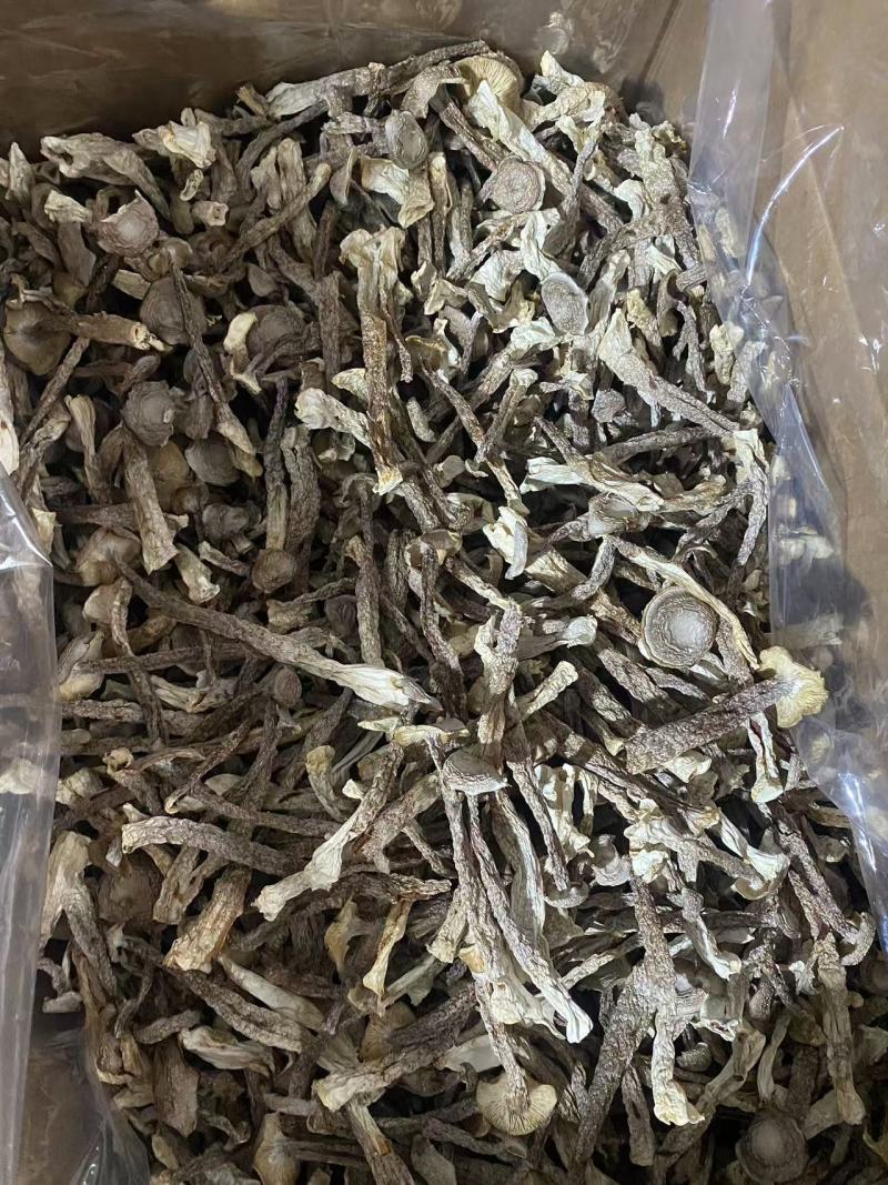 菇鹿茸菇地摊门市超市展会供应