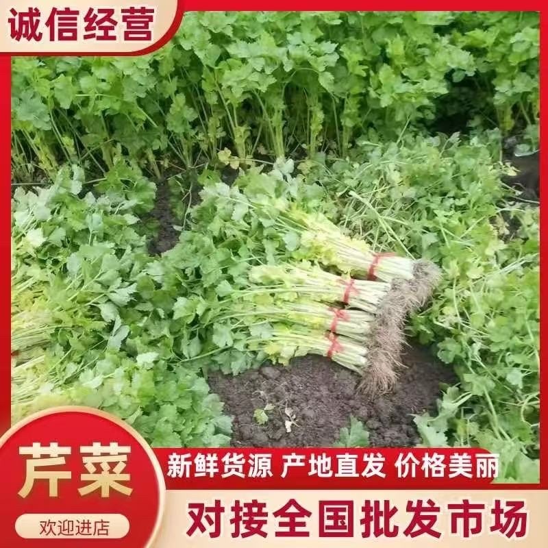 精品黄心芹上市
