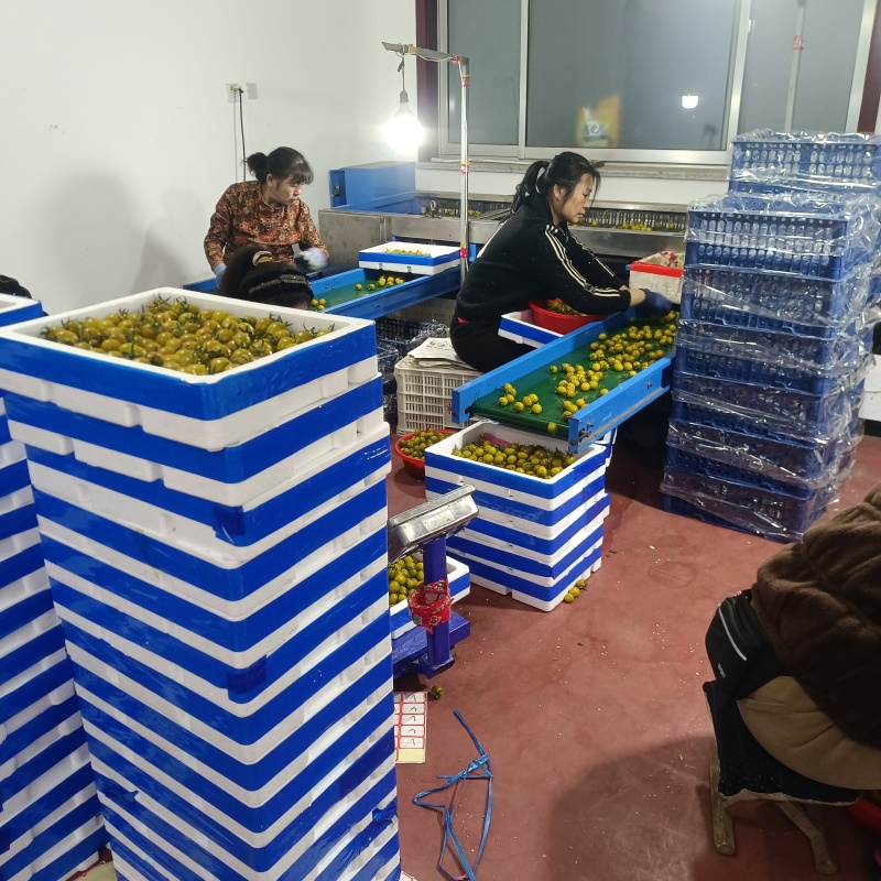 青甜小番茄糖珀琥青口蜜圣女果黄色绿色咖啡色糖度高产地量大