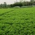 彭州市敖平地道精选川芎，川芎片，是合作社众多，农民精心种
