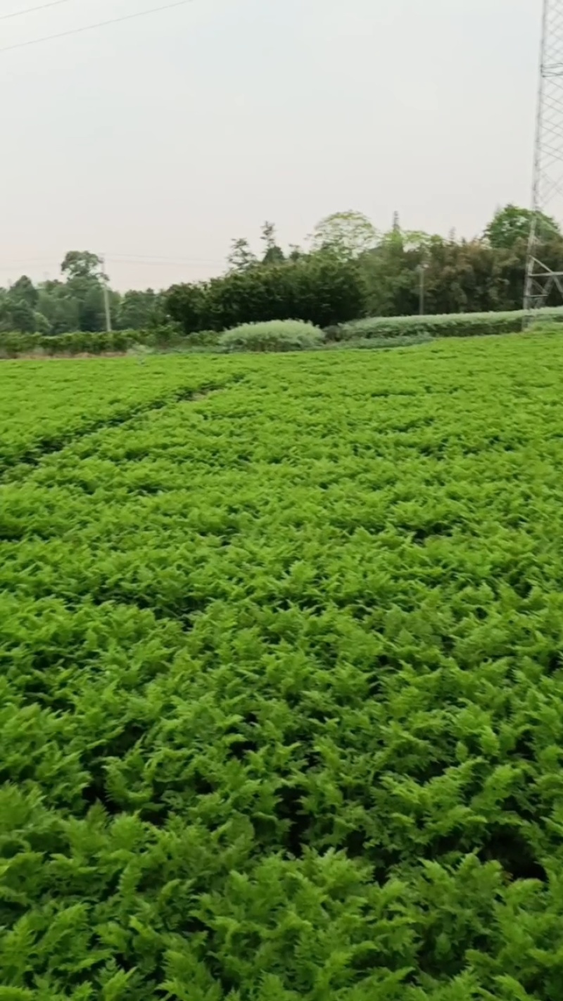 彭州市敖平地道精选川芎，川芎片，是合作社众多，农民精心种