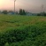 彭州市敖平地道精选川芎，川芎片，是合作社众多，农民精心种