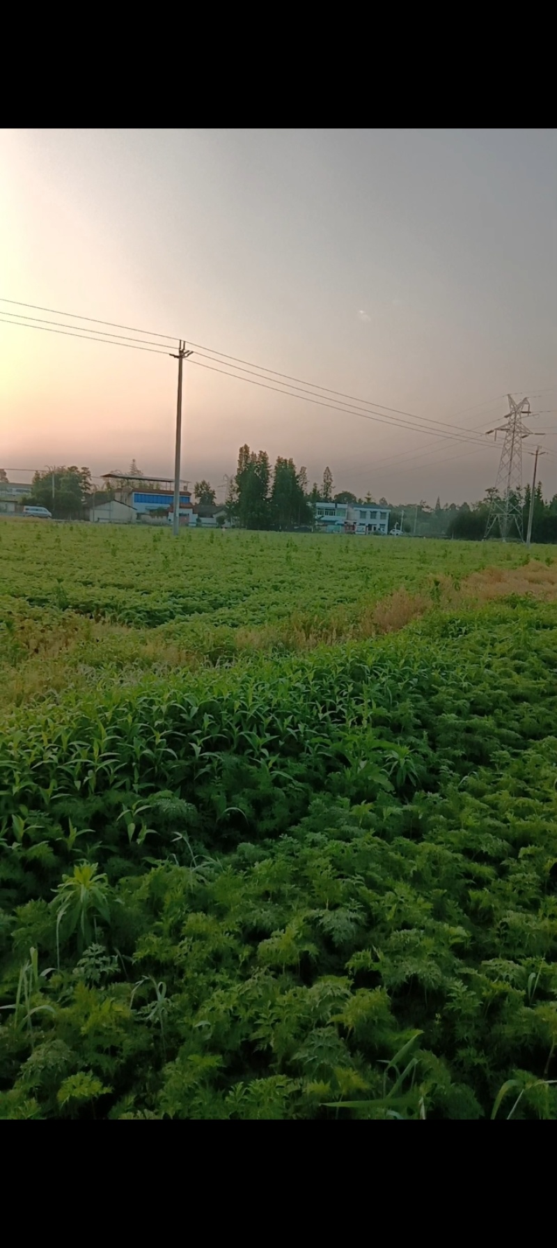 彭州市敖平地道精选川芎，川芎片，是合作社众多，农民精心种